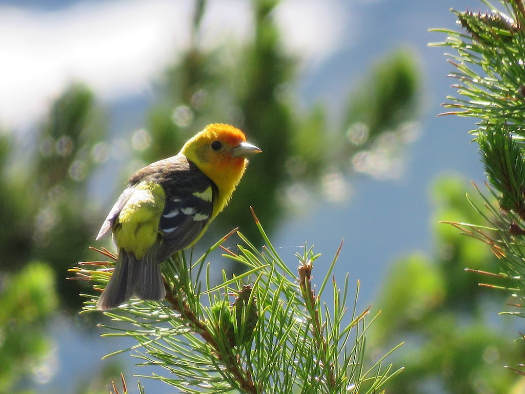 Western Tanager - ML107387801