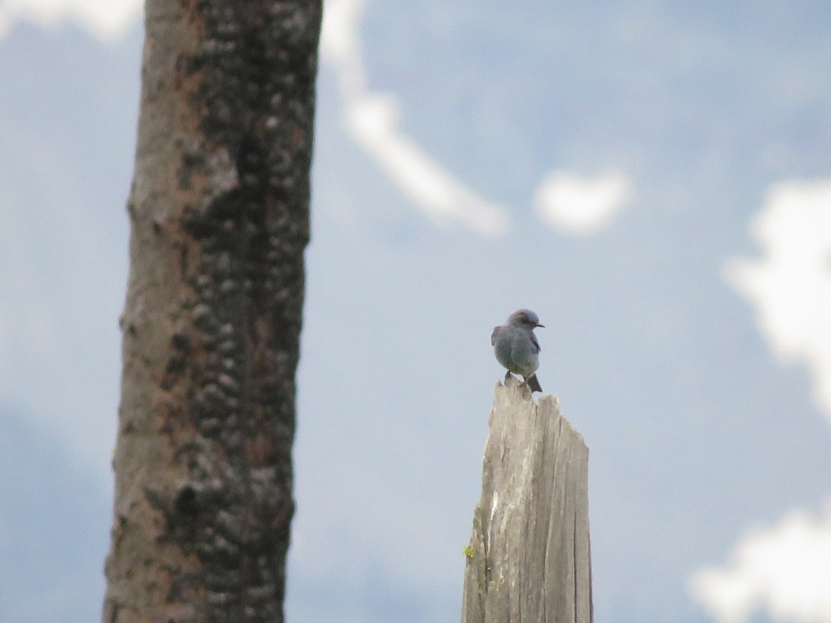 Mountain Bluebird - ML107388761