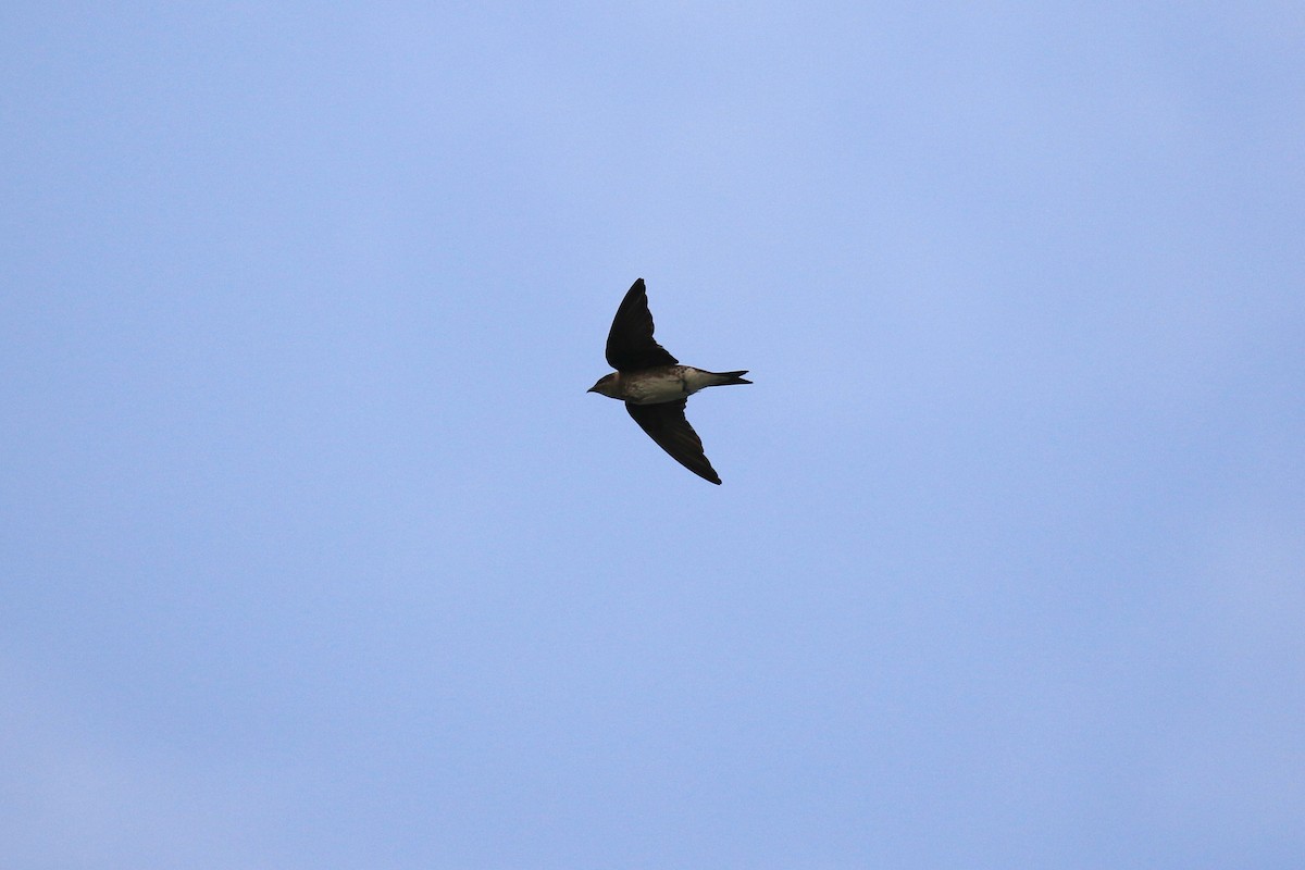 Purple Martin - ML107389071