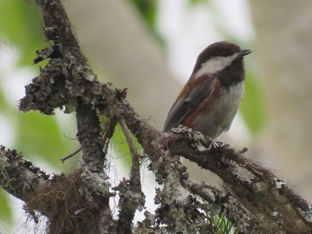 クロイロコガラ - ML107389081