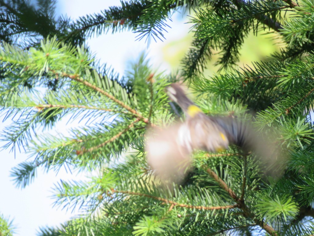 キヅタアメリカムシクイ（auduboni） - ML107389111