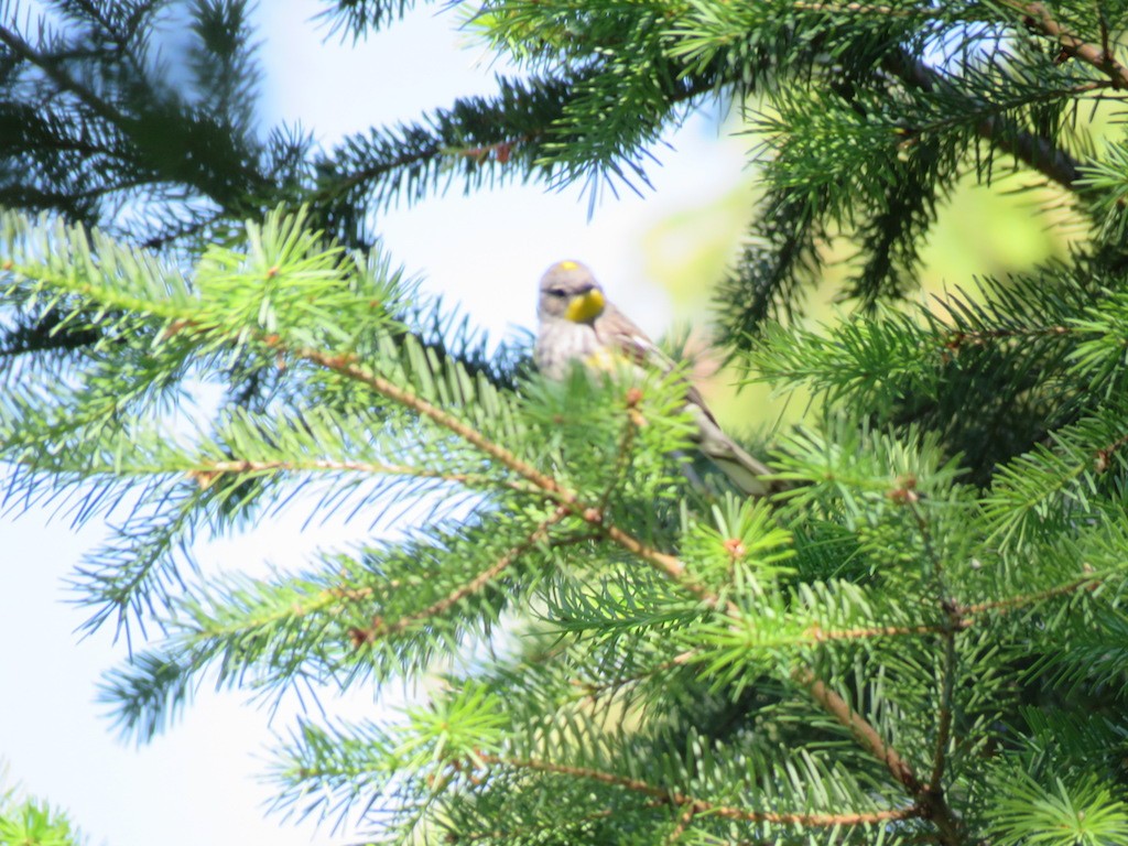 キヅタアメリカムシクイ（auduboni） - ML107389151