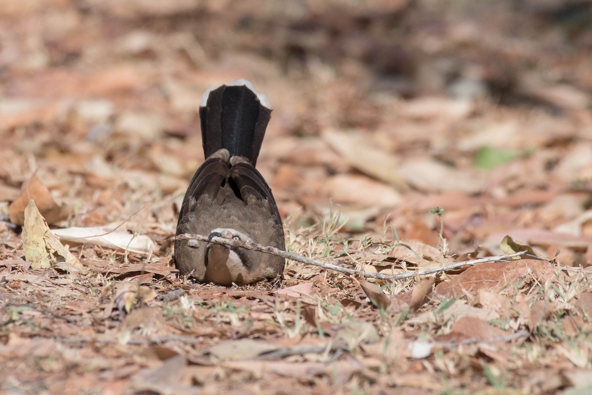 Gray-crowned Babbler - Terence Alexander