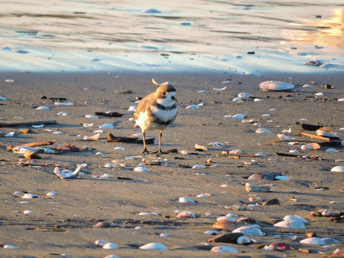 Two-banded Plover - ML107389261