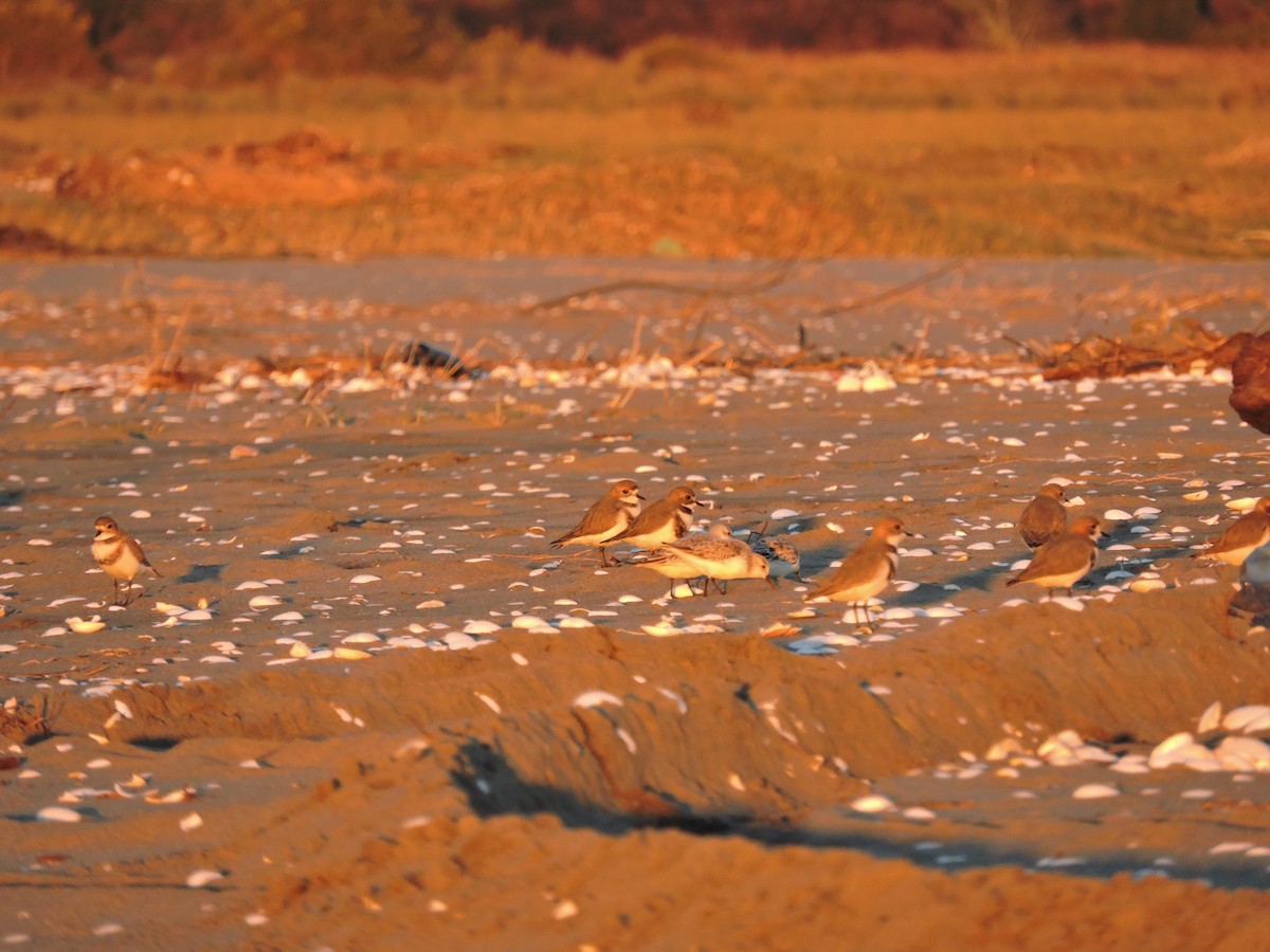 Two-banded Plover - ML107389281