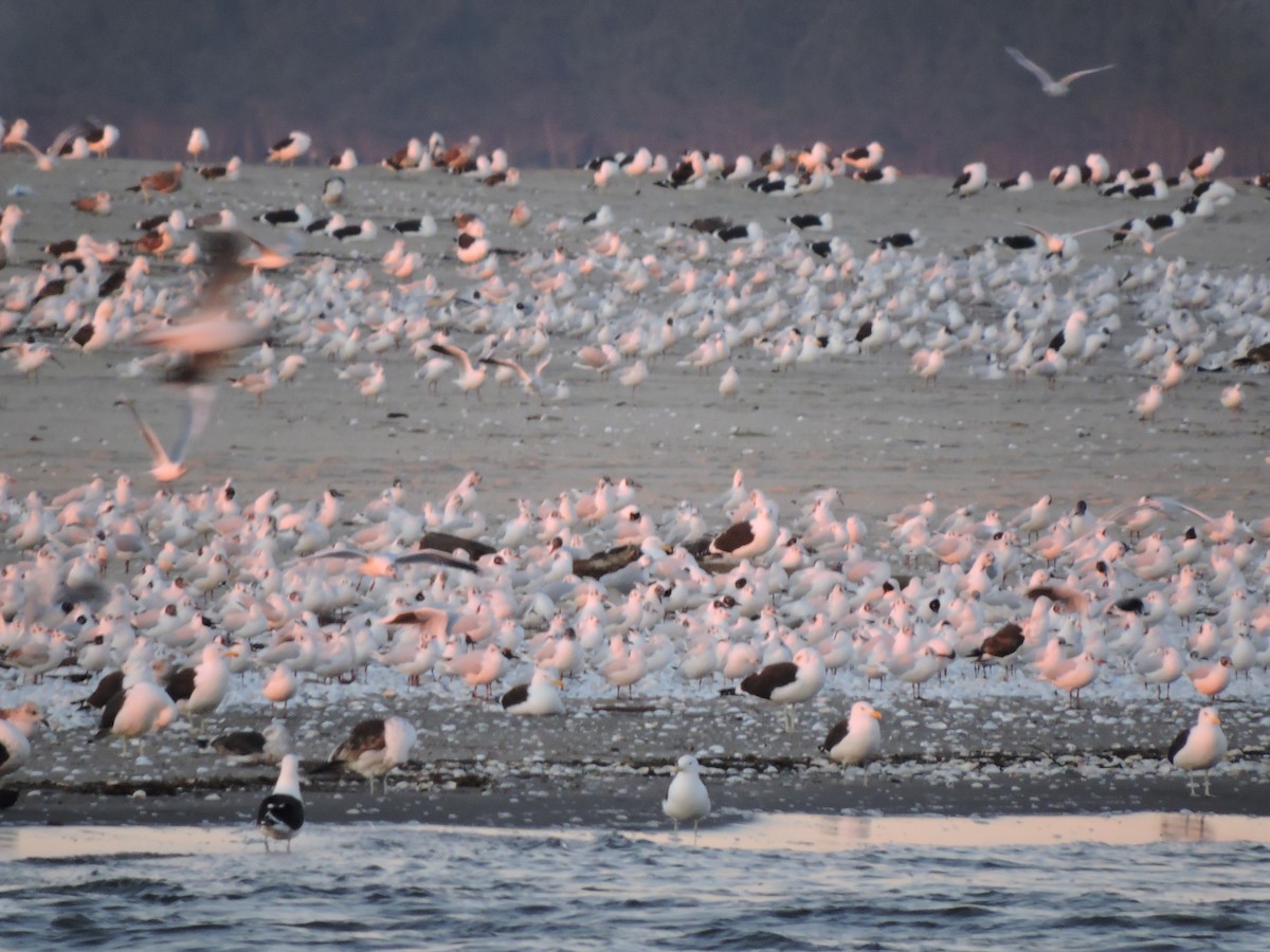 Kelp Gull - ML107389551