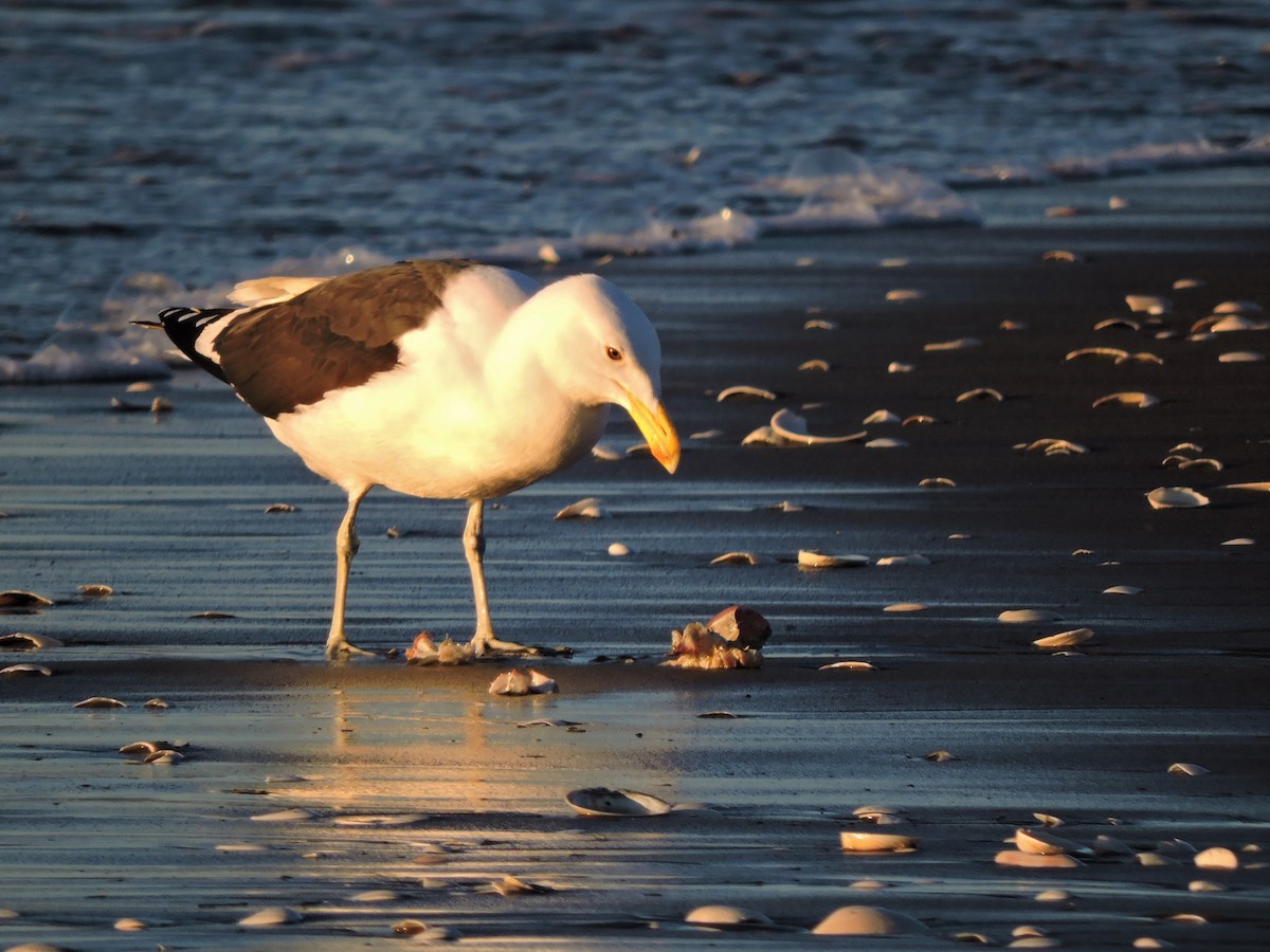 Kelp Gull - ML107389591