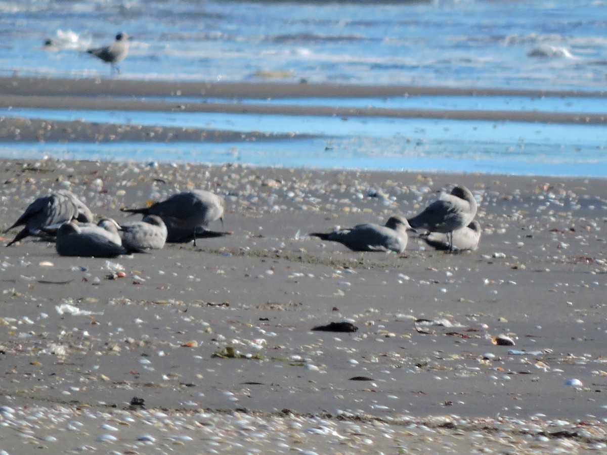 Gray Gull - ML107389611