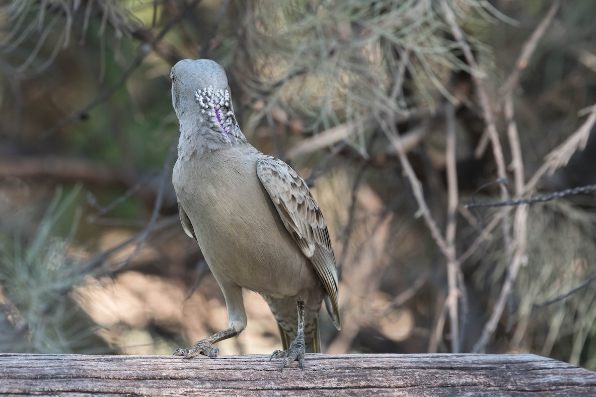 Great Bowerbird - ML107389781