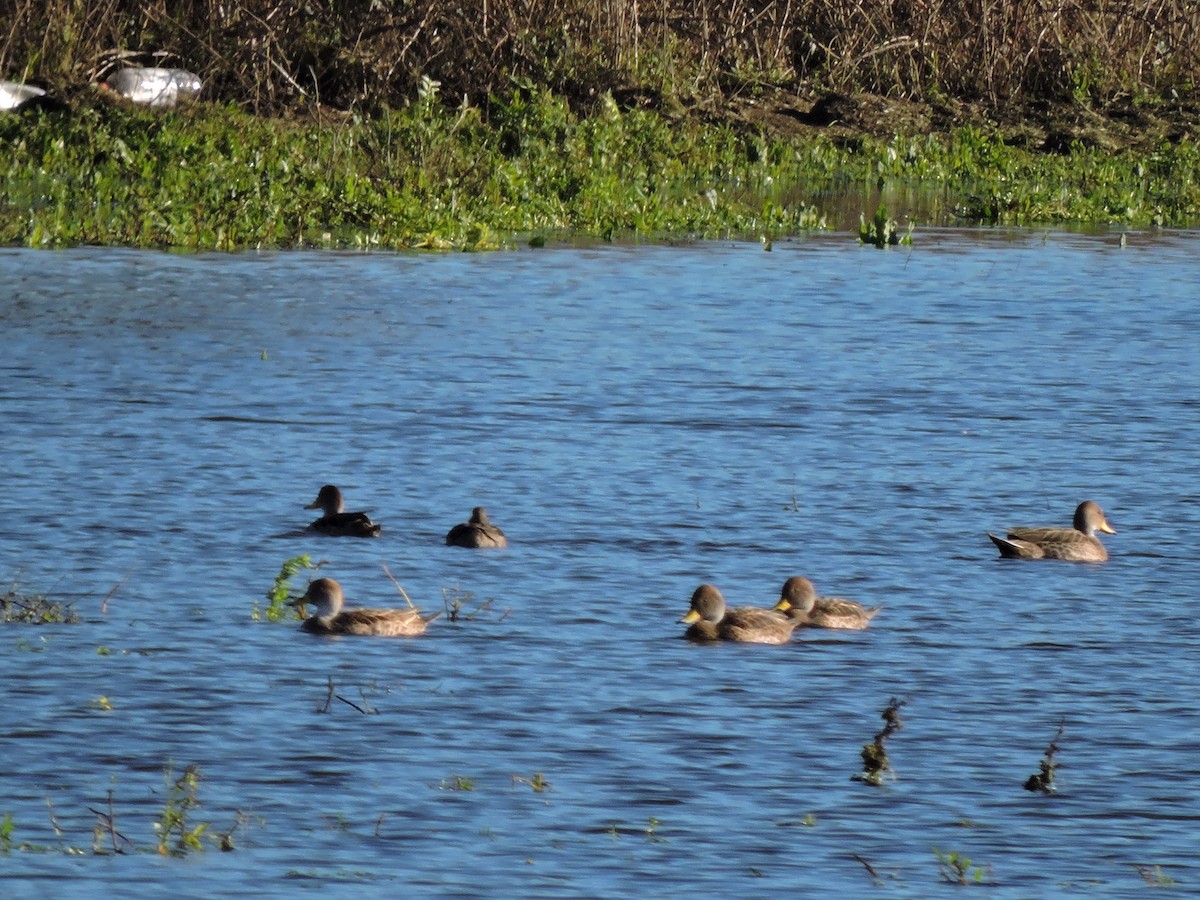 Yellow-billed Teal - ML107390181