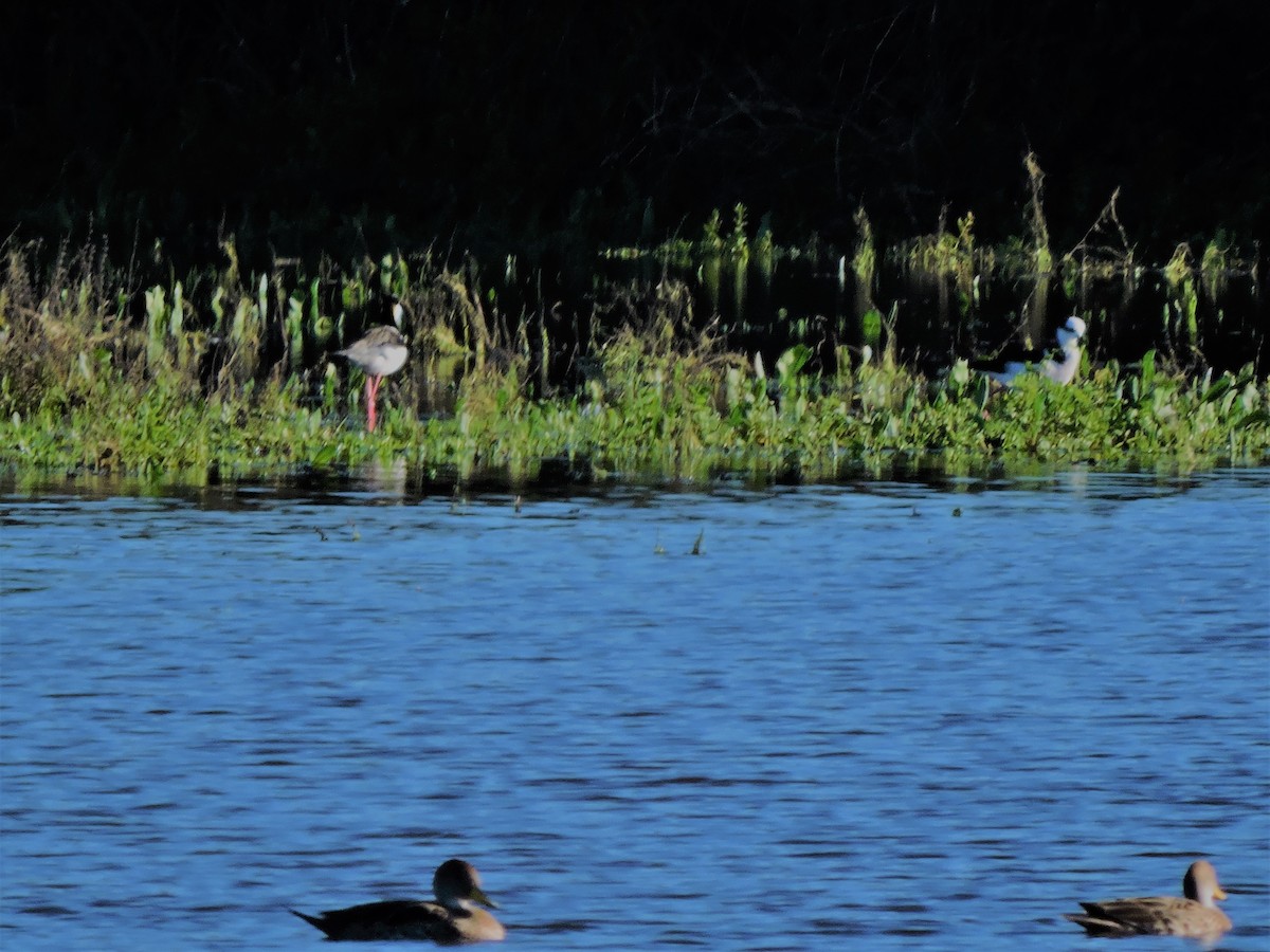 Schwarznacken-Stelzenläufer - ML107390211