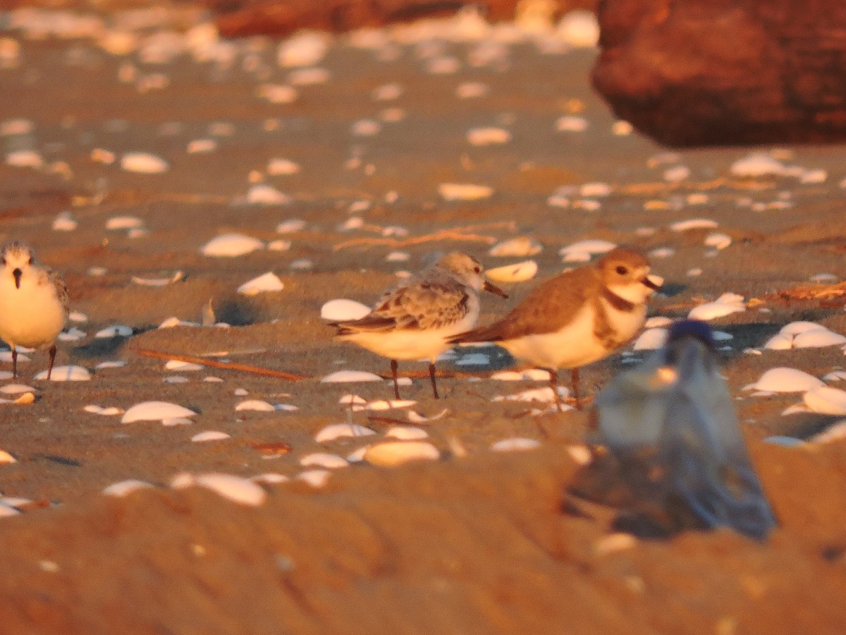 Bécasseau sanderling - ML107390471