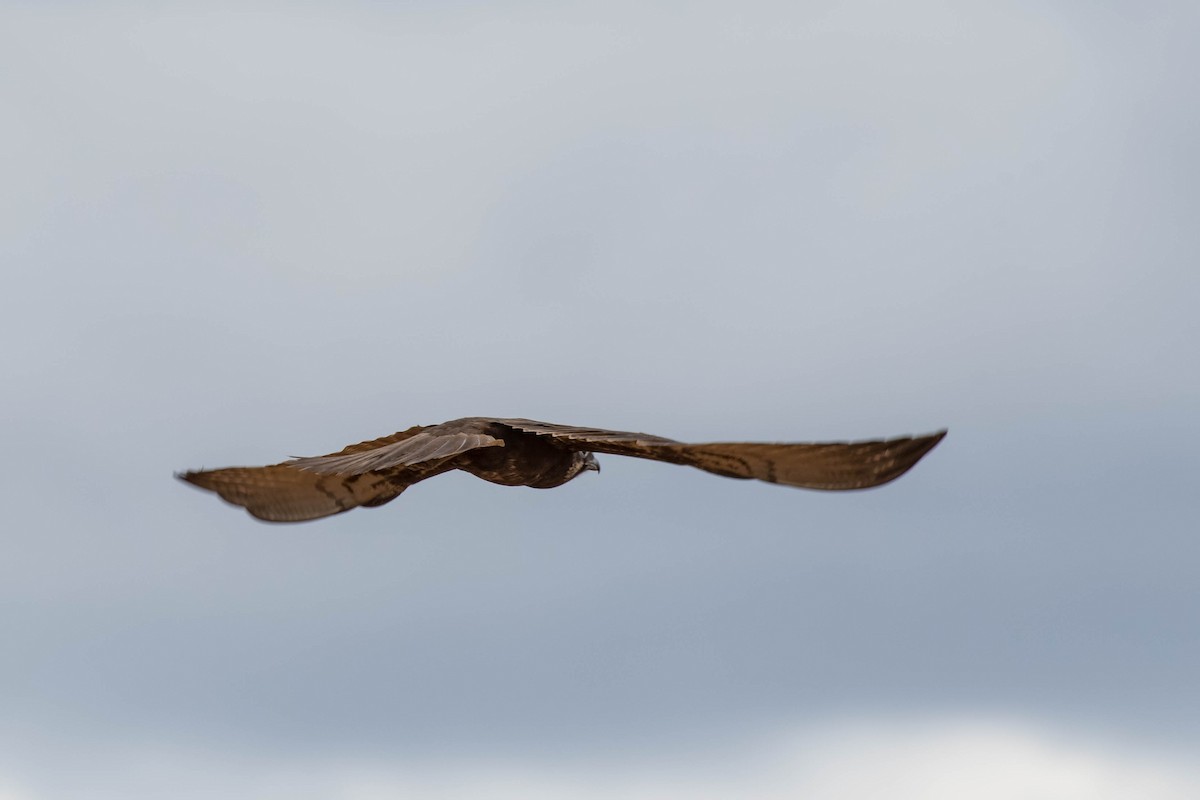 Brown Falcon - Terence Alexander