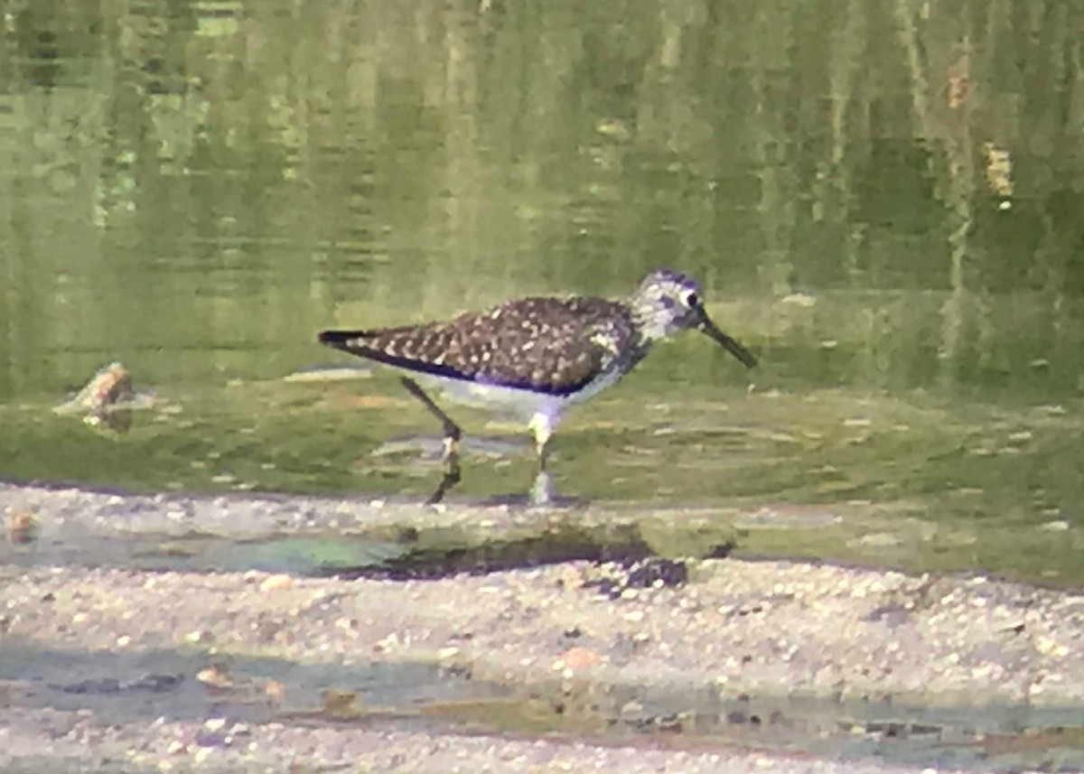 Solitary Sandpiper - ML107390771