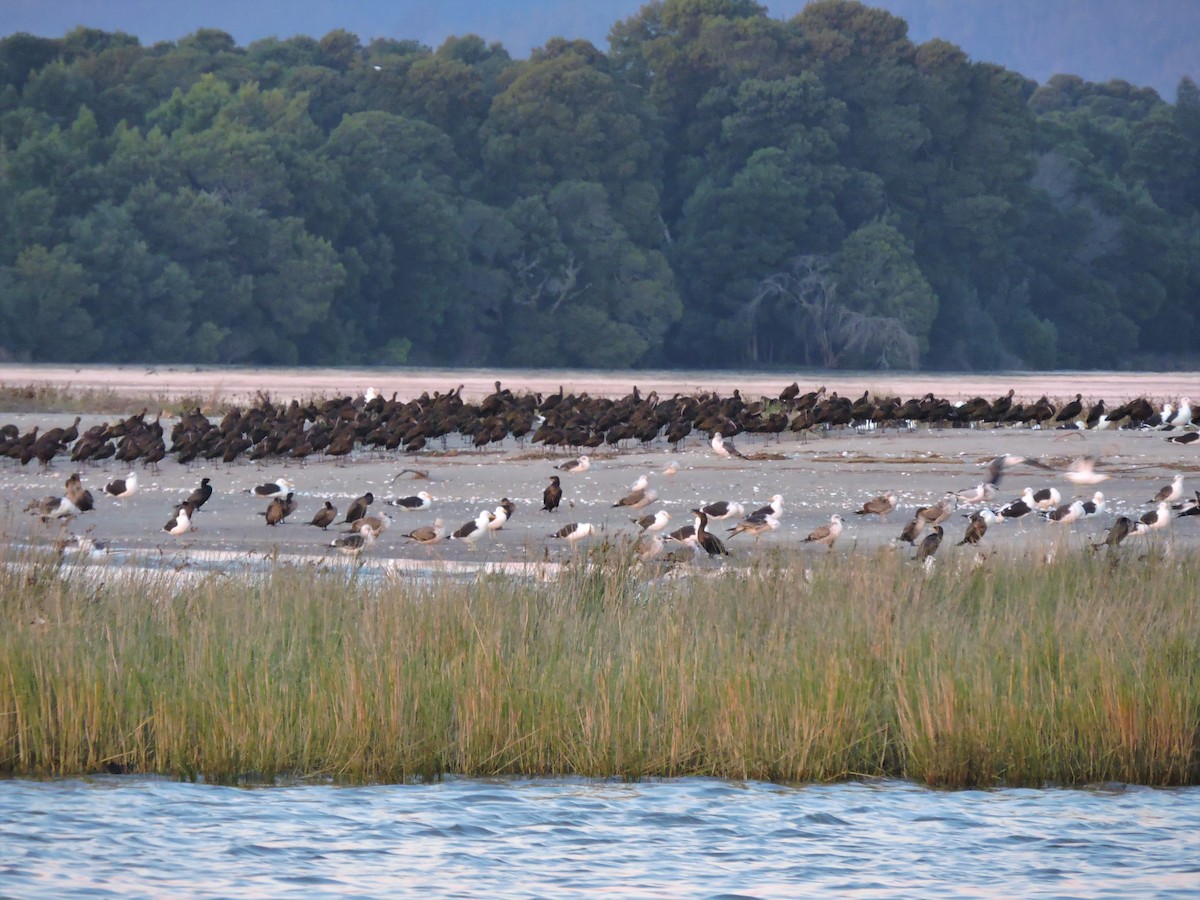 White-faced Ibis - ML107391151