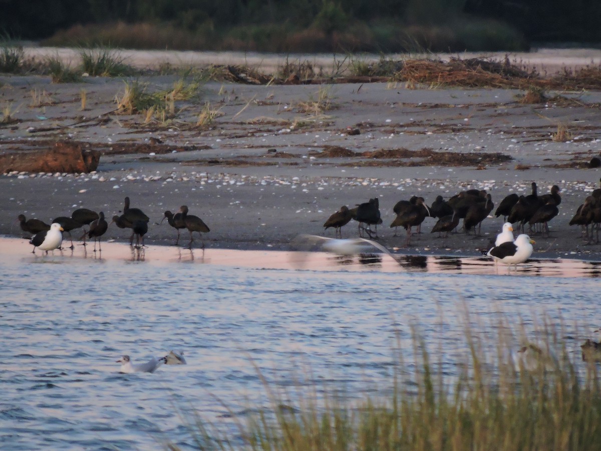 White-faced Ibis - ML107391261