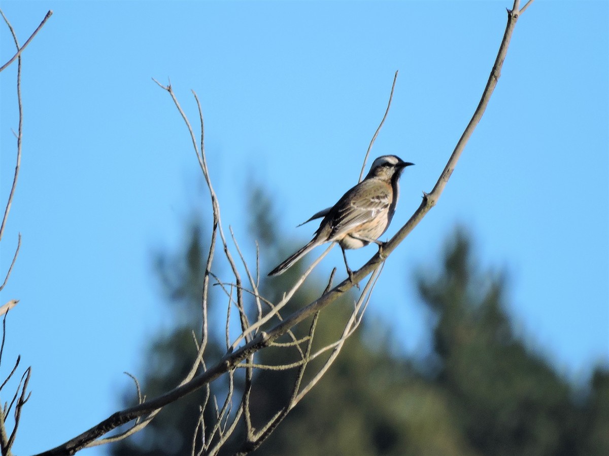 Chilean Mockingbird - ML107391691