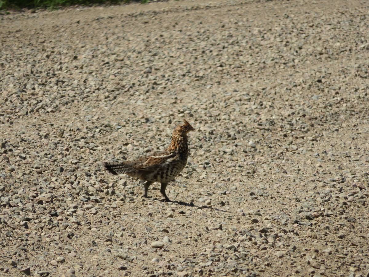 Ruffed Grouse - ML107392081