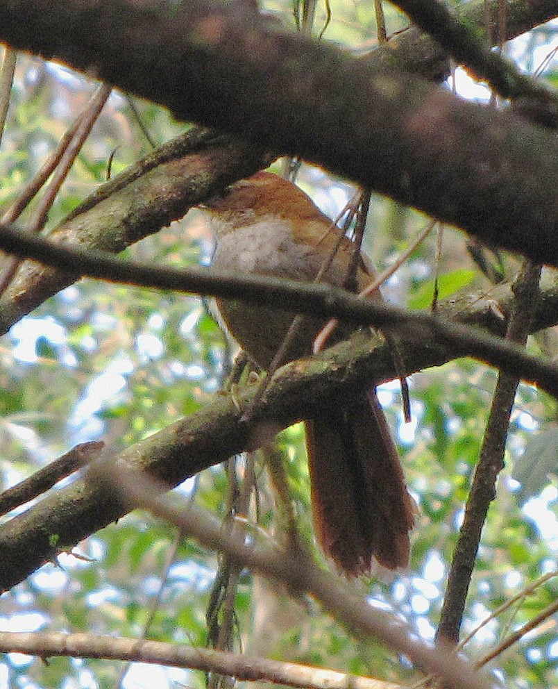 Canebrake Groundcreeper - ML107392201