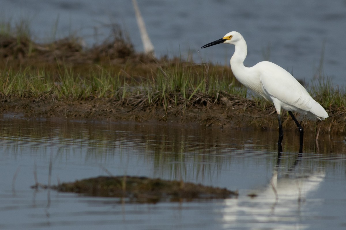 Snowy Egret - ML107392741