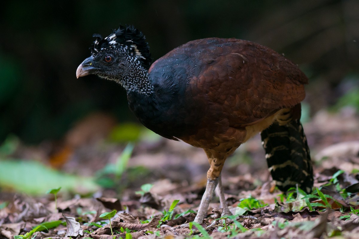 Great Curassow - Tim Liguori