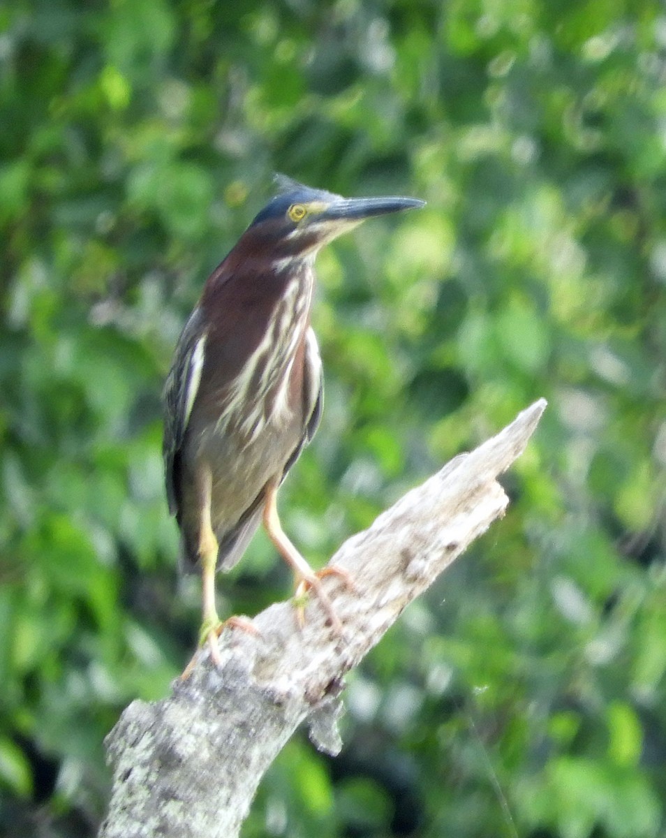 Green Heron - ML107395511