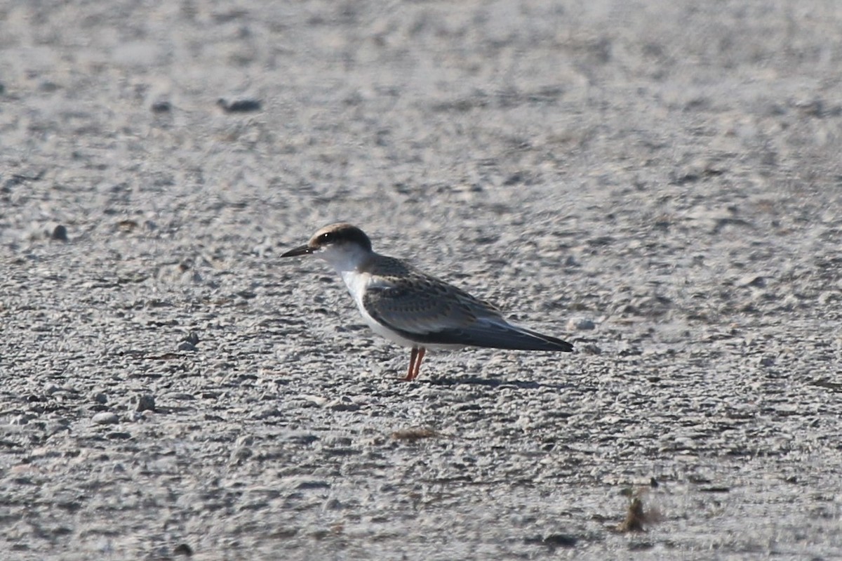 Little/Least Tern - ML107396181