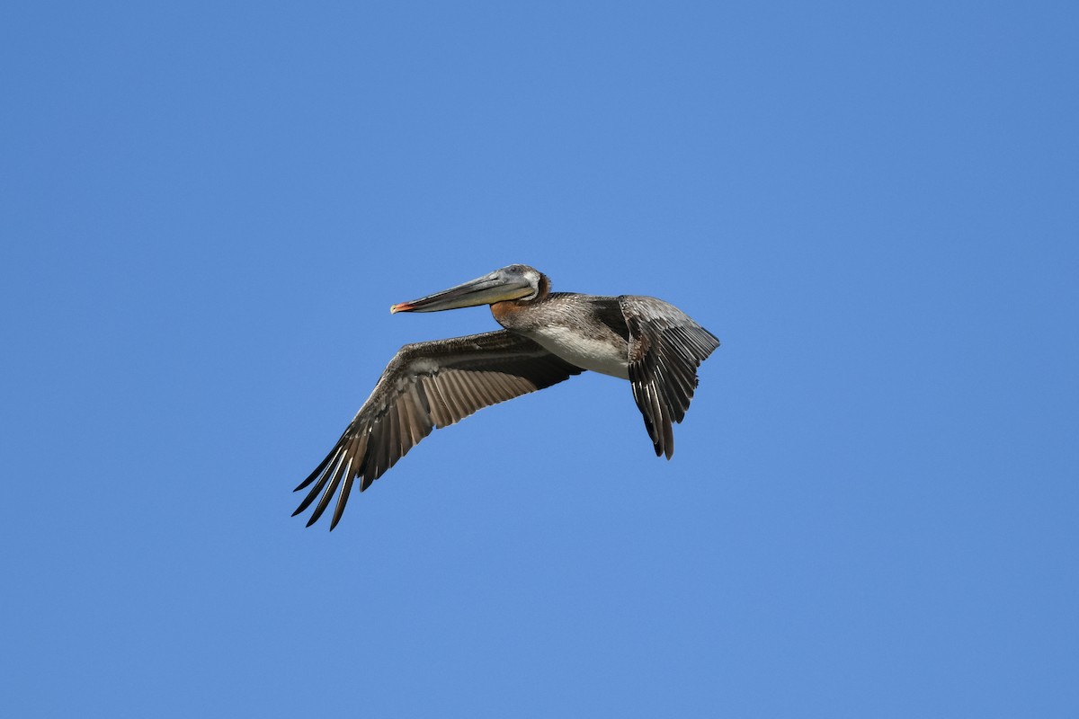 Brown Pelican - Mike Charest