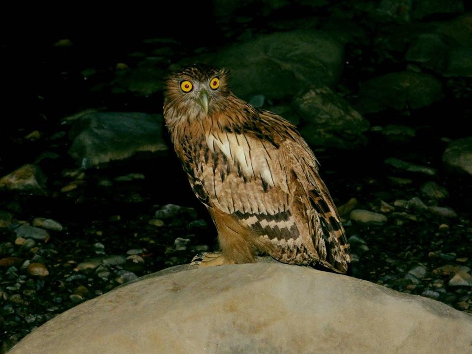 Tawny Fish-Owl - ML107397621