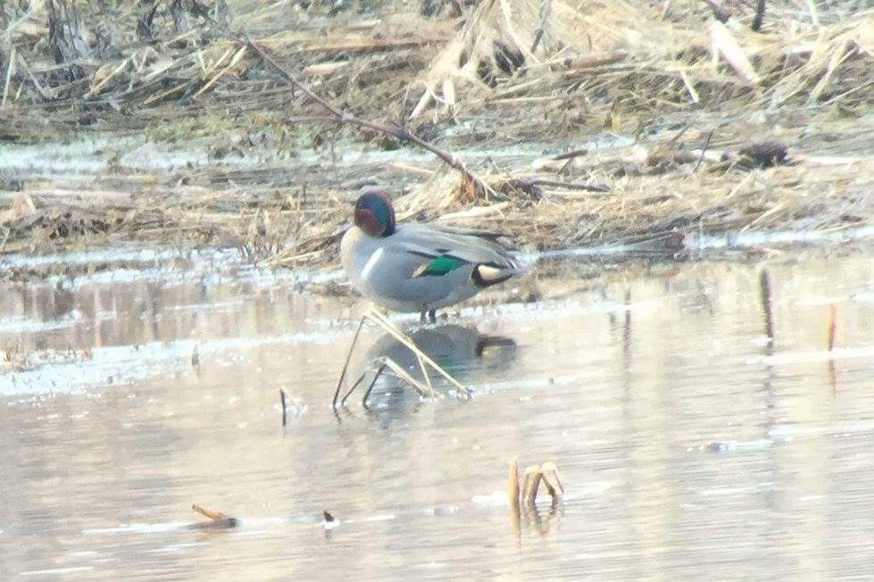 Green-winged Teal - ML107398061