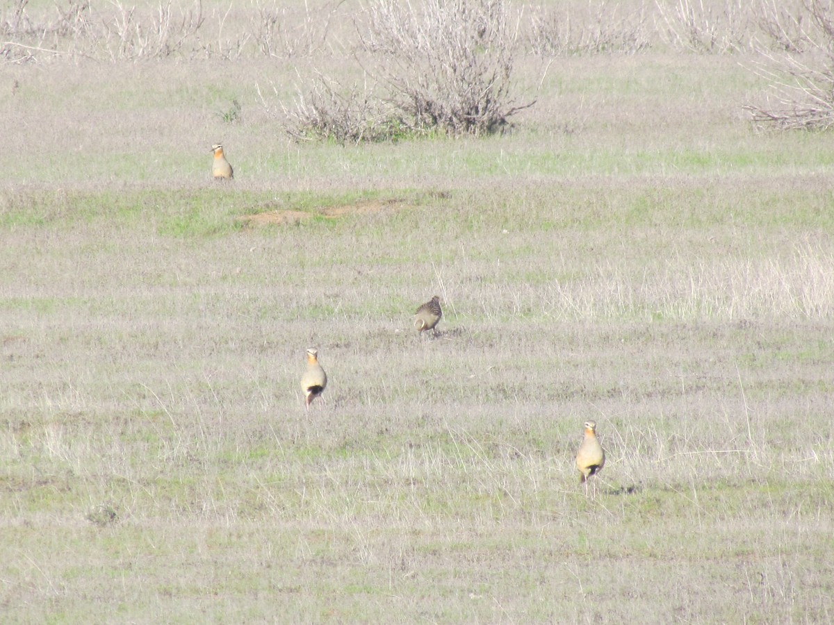 Tawny-throated Dotterel - ML107398541