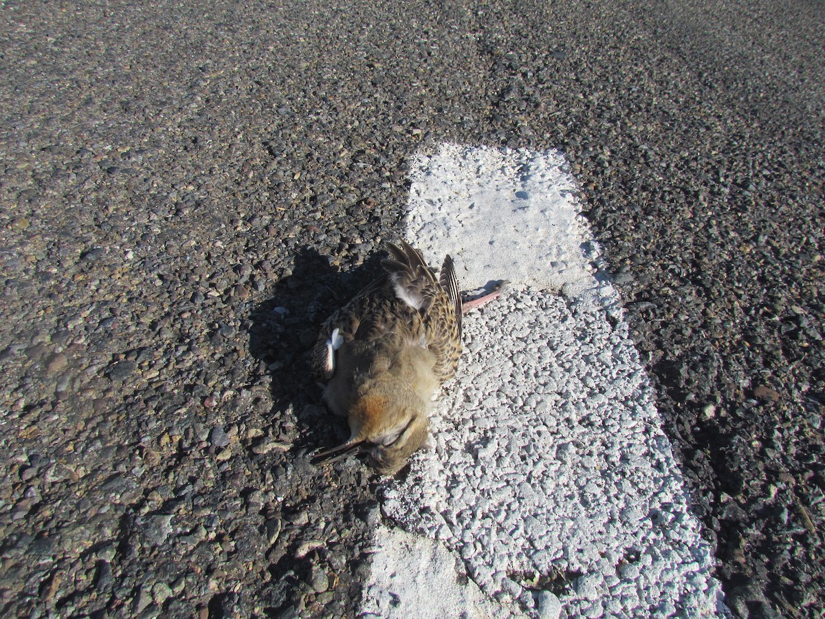 Tawny-throated Dotterel - ML107398581