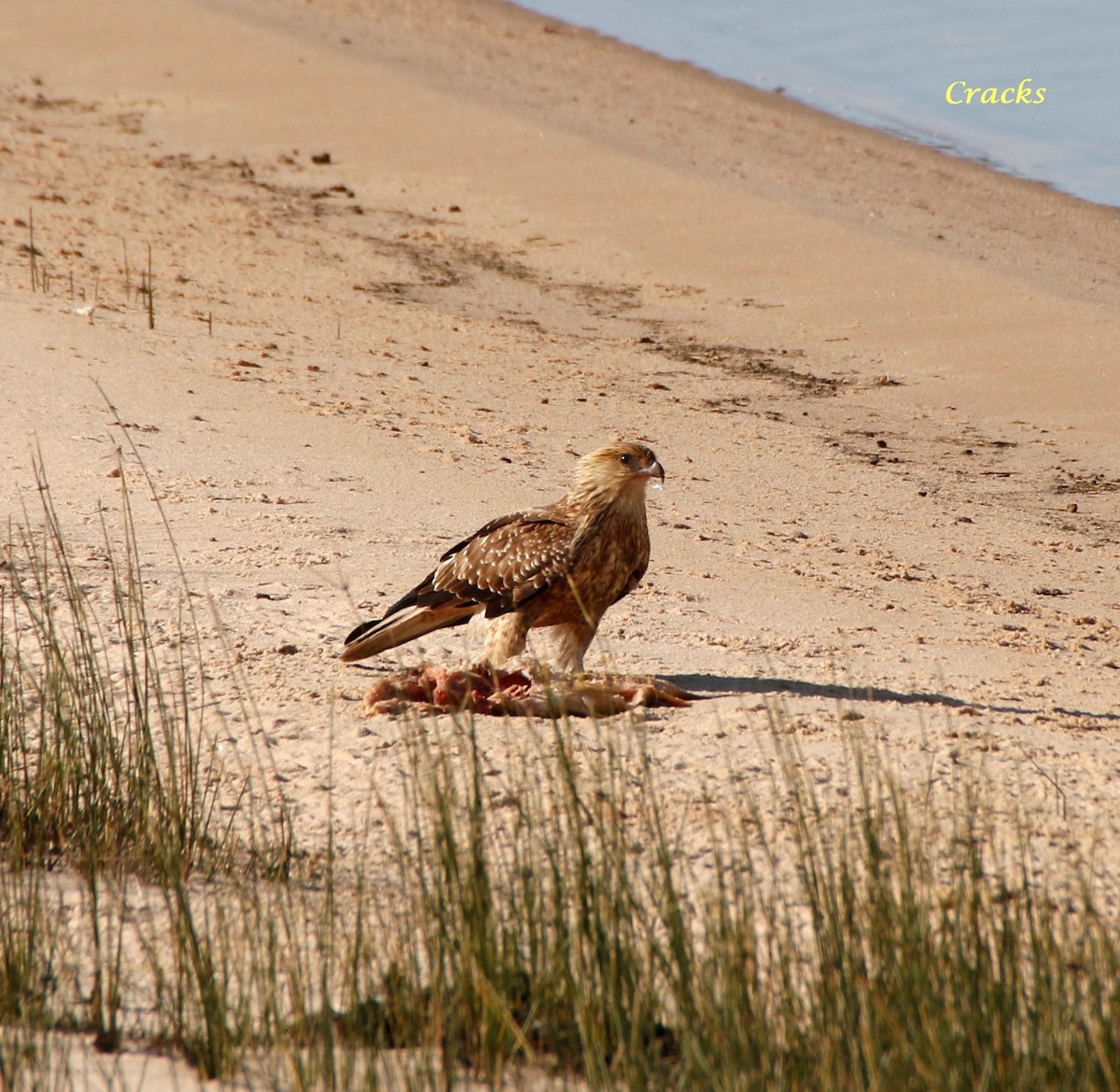 Whistling Kite - ML107399341