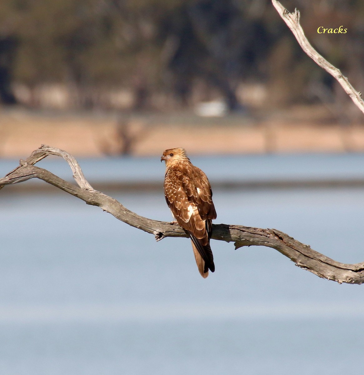 Whistling Kite - ML107399351