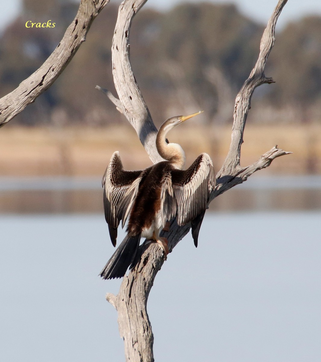 Australasian Darter - ML107399371