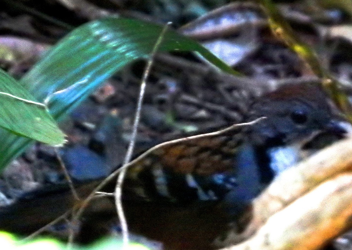 Australian Logrunner - ML107401161