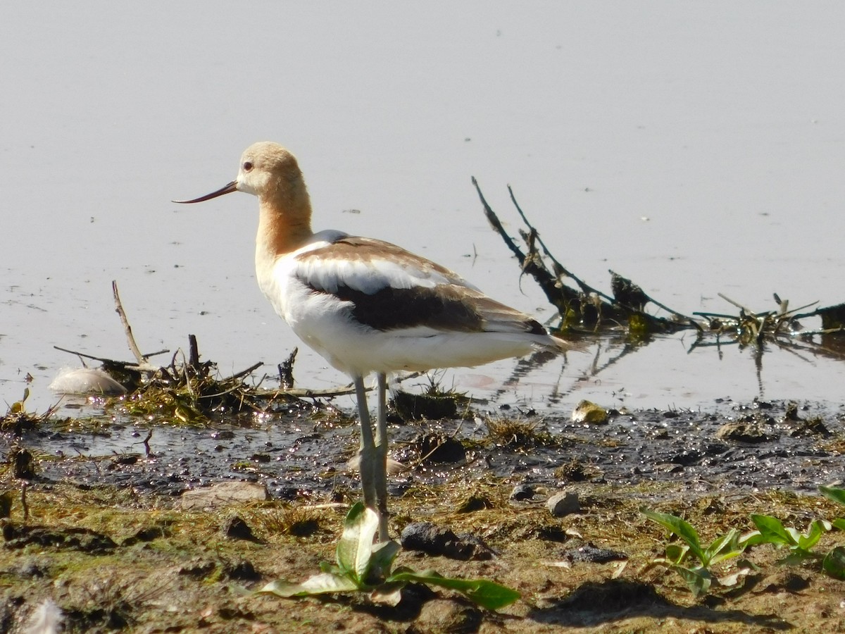 American Avocet - ML107401551