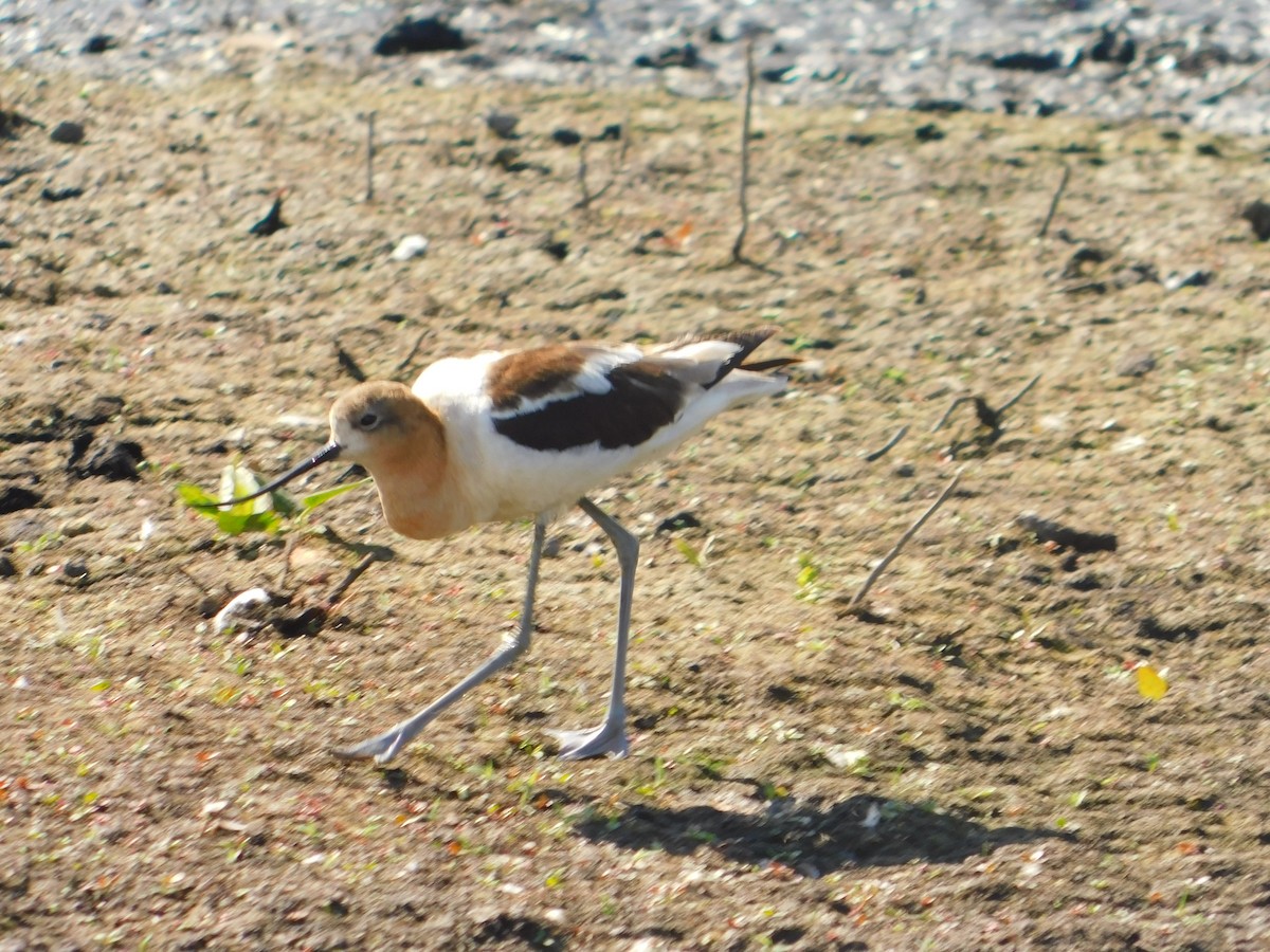 American Avocet - ML107401561