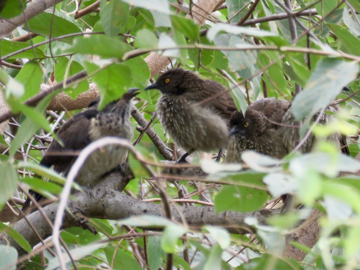 Arrow-marked Babbler - ML107403971