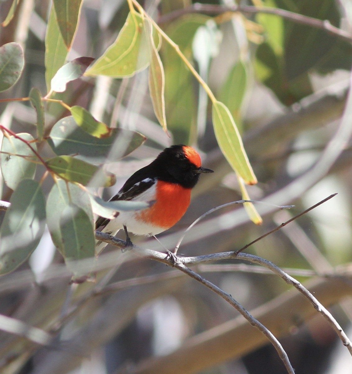 Red-capped Robin - ML107404441