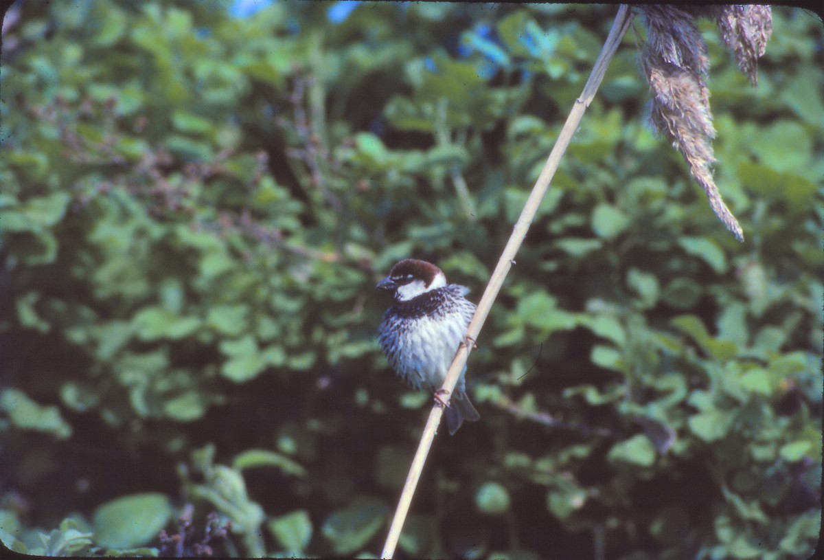 Spanish Sparrow - Hilary Thompson