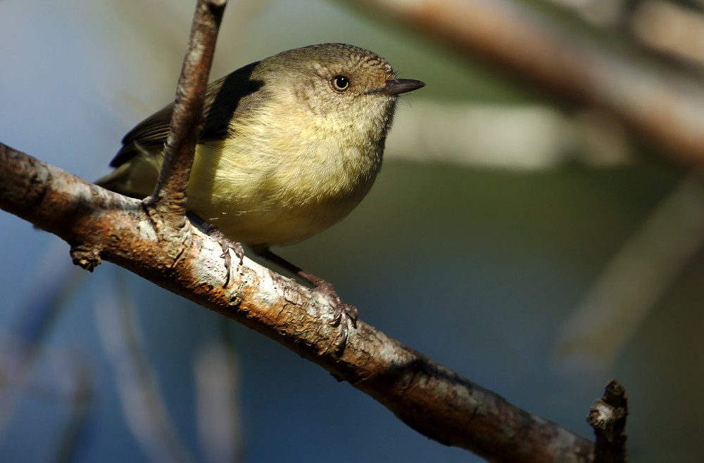 Buff-rumped Thornbill - ML107405751