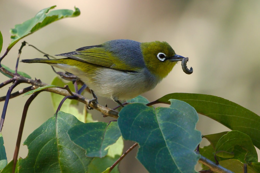 Silvereye - Tom Tarrant