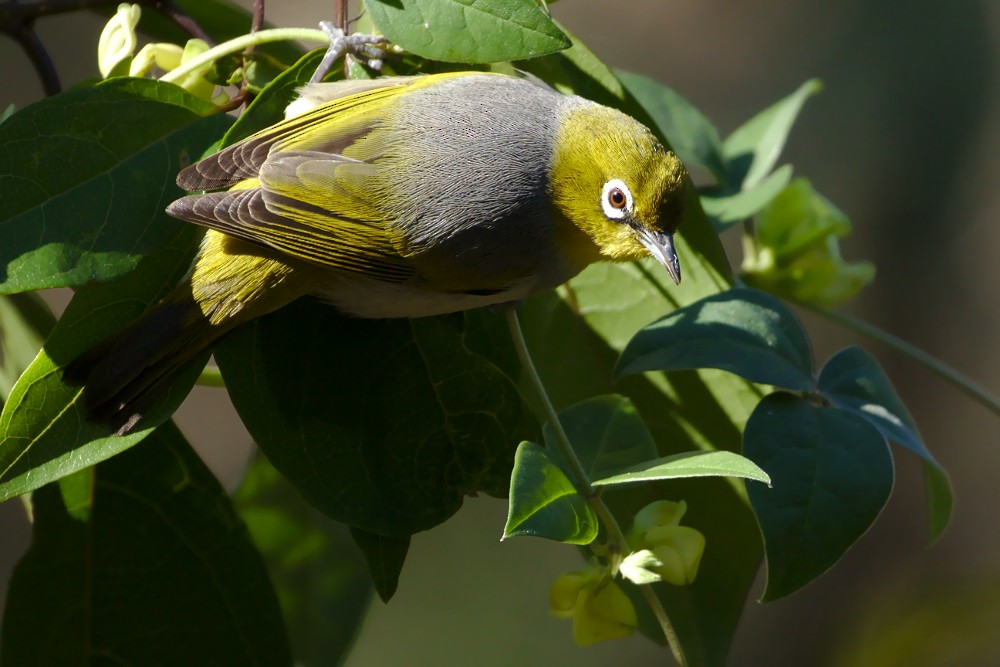 Silvereye - Tom Tarrant