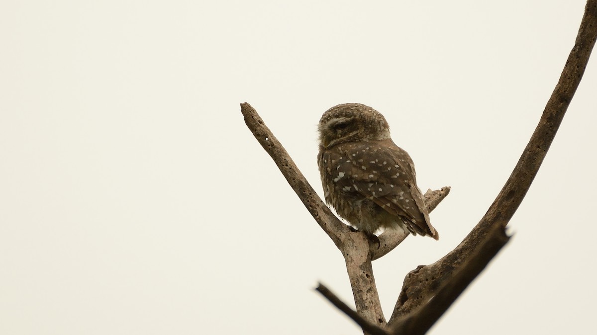 Spotted Owlet - ML107406071