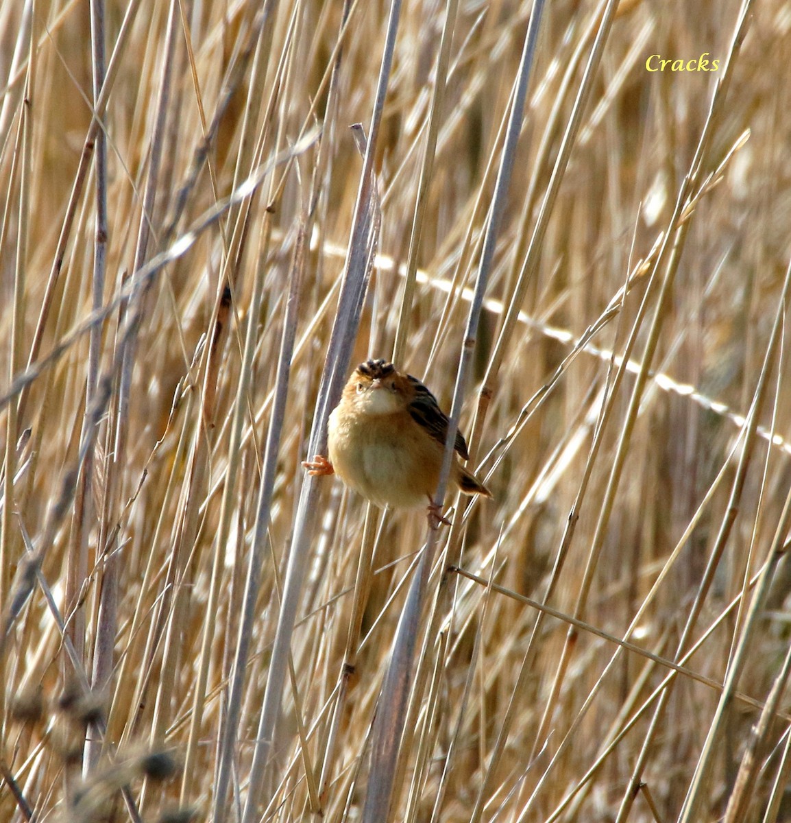 Golden-headed Cisticola - ML107406331