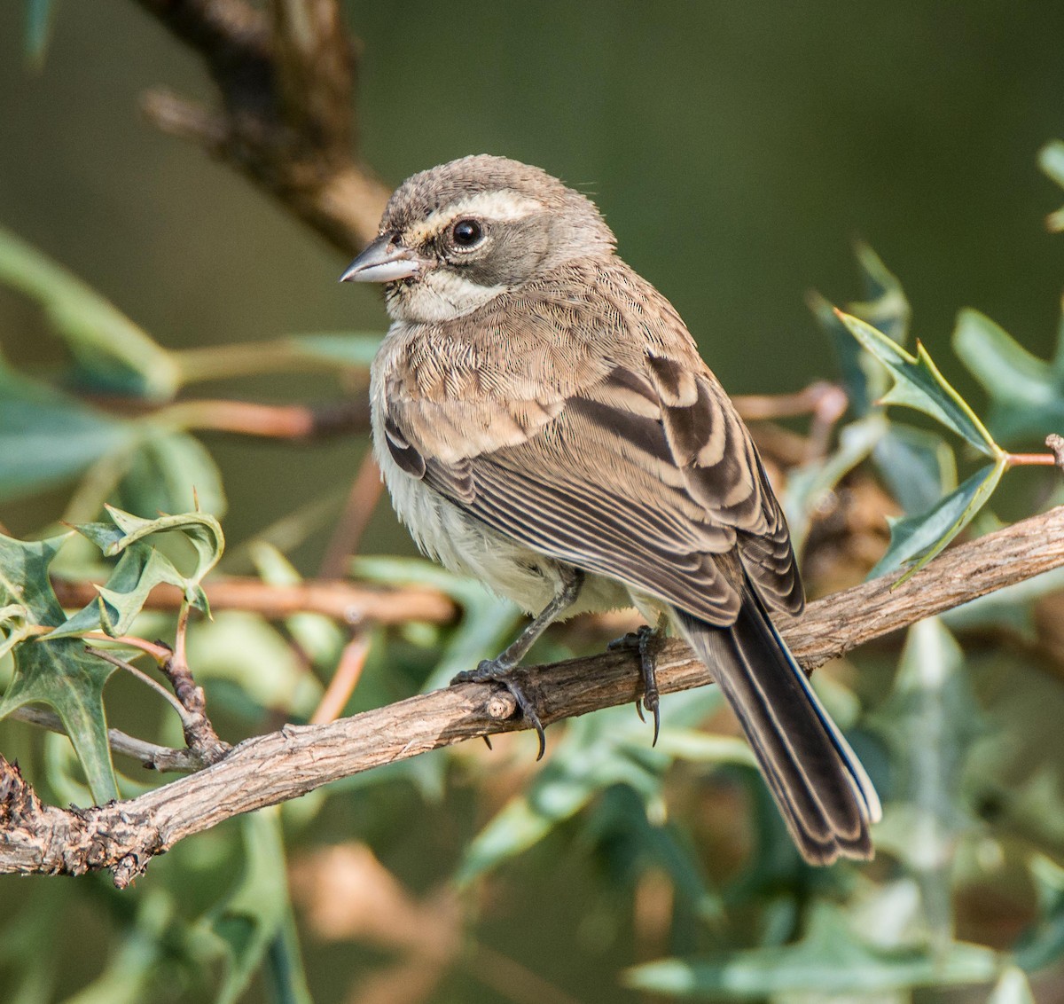 Black-throated Sparrow - ML107406491