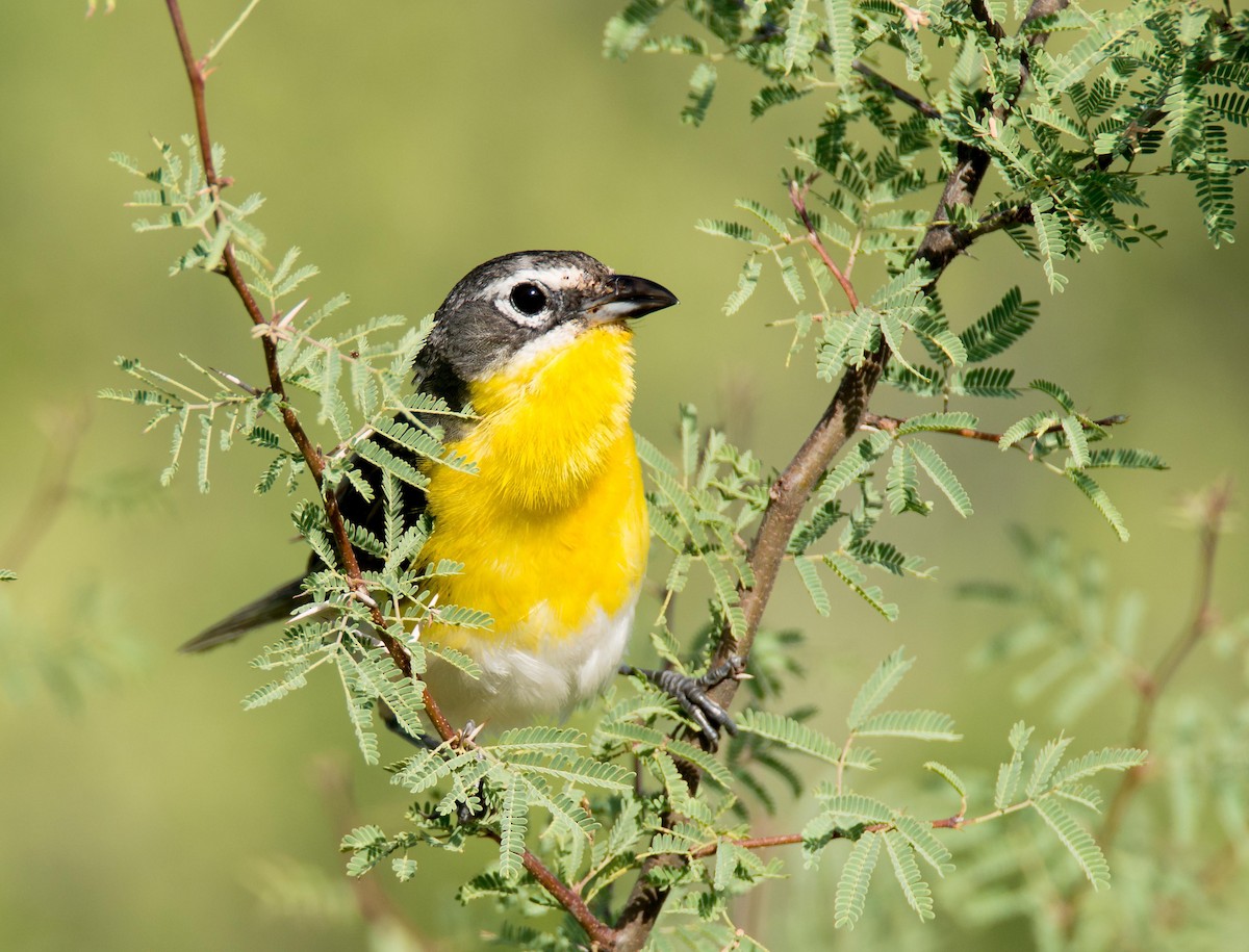 Yellow-breasted Chat - ML107407011