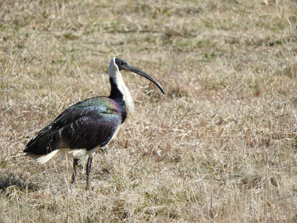 ibis slámokrký - ML107407021