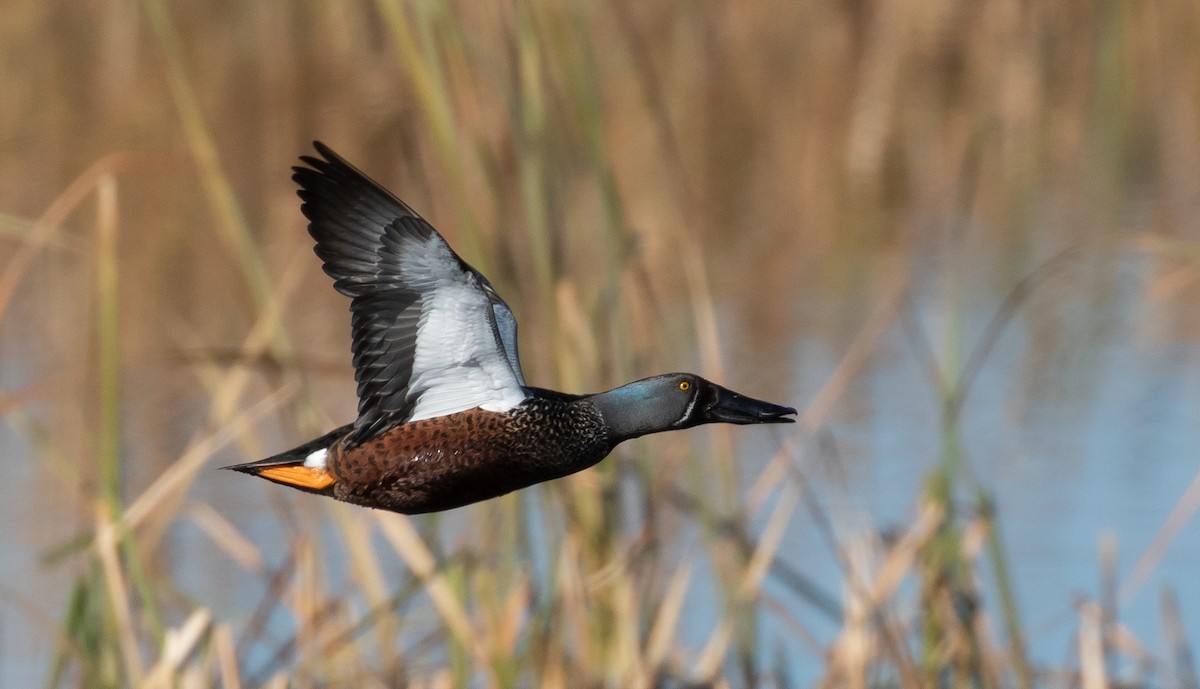 Australasian Shoveler - shorty w